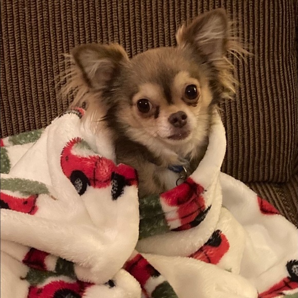 I’m @amybee73 & I’ve been proudly buying & selling on Poshmark for 7+ yrs now.😊 - Picture 6 of 16